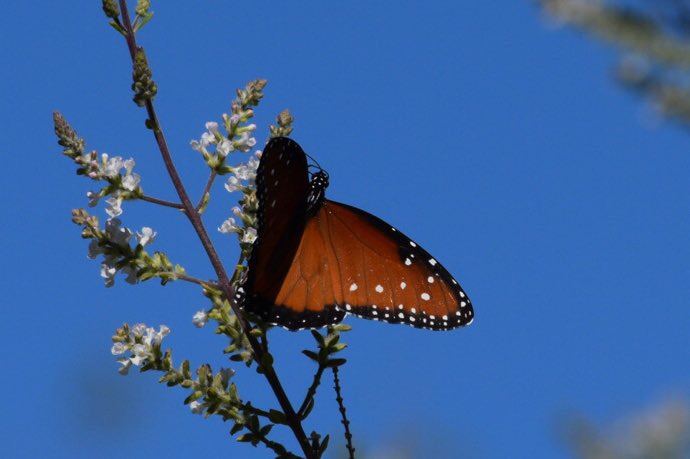 Queen Butterfly, Arizona