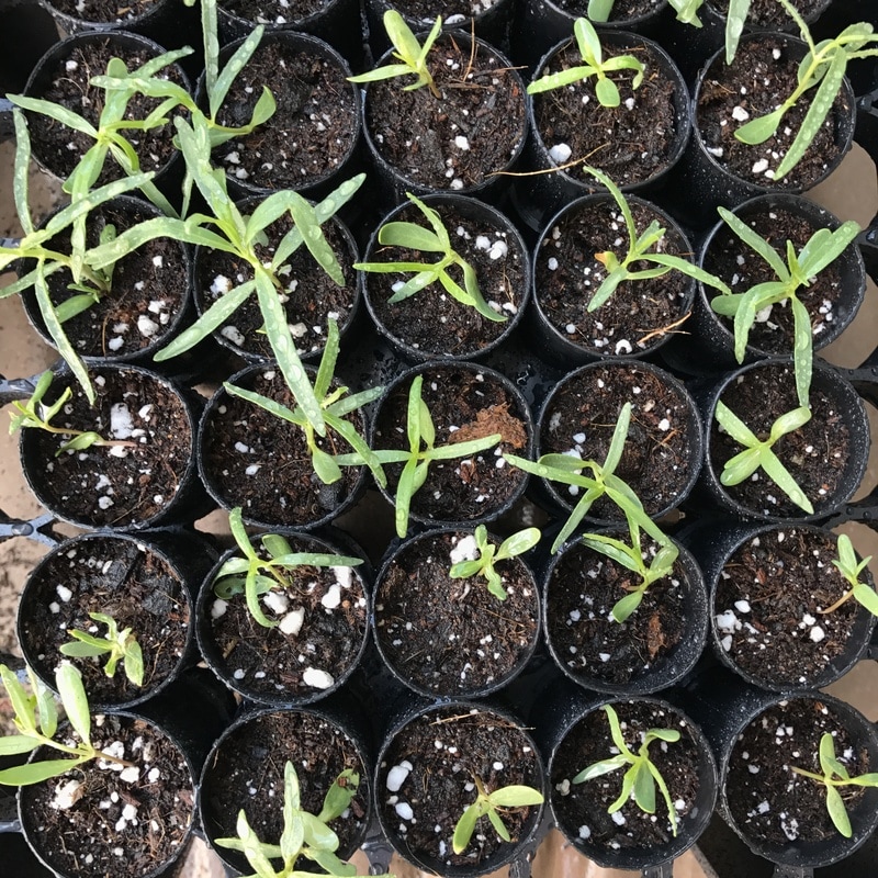 showy milkweed seedlings