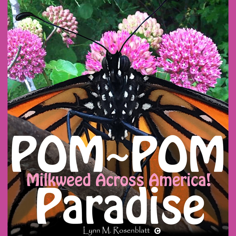 POM~POM Paradise Lynn Rosenblatt Milkweed Across America