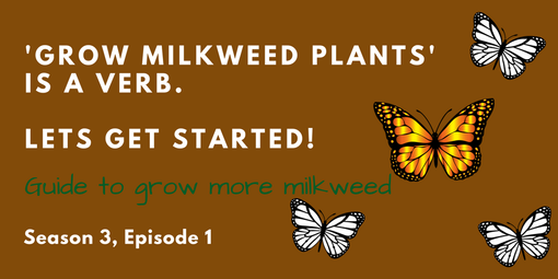 Grow Milkweed Plants Podcast episode 28