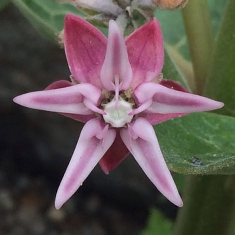 showy milkweed individual flower
