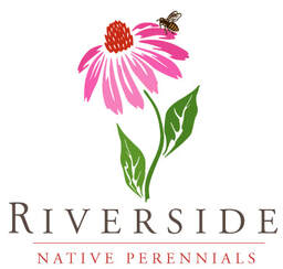 Riverside Native Perennials OH Milkweed