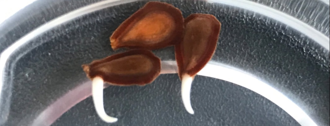 calotropis procera seed germination in water