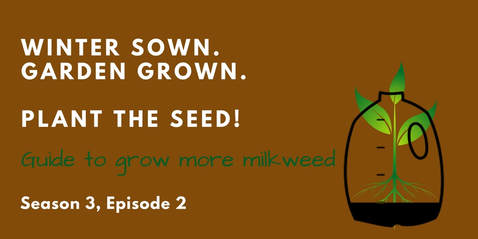 Grow Milkweed Plants Podcast episode 29