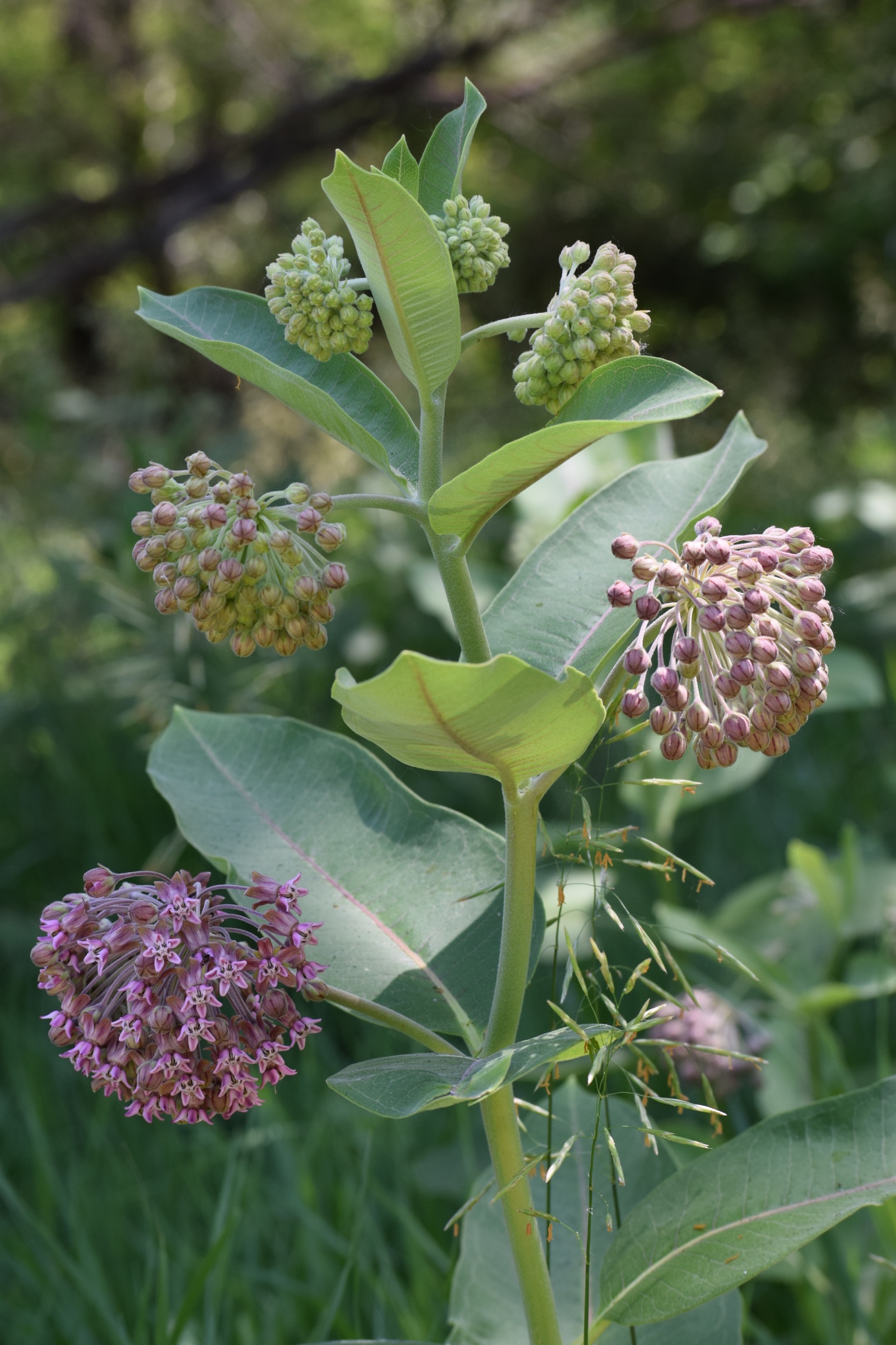 Asclepias syriaca     250 seeds  Need More Ask 
