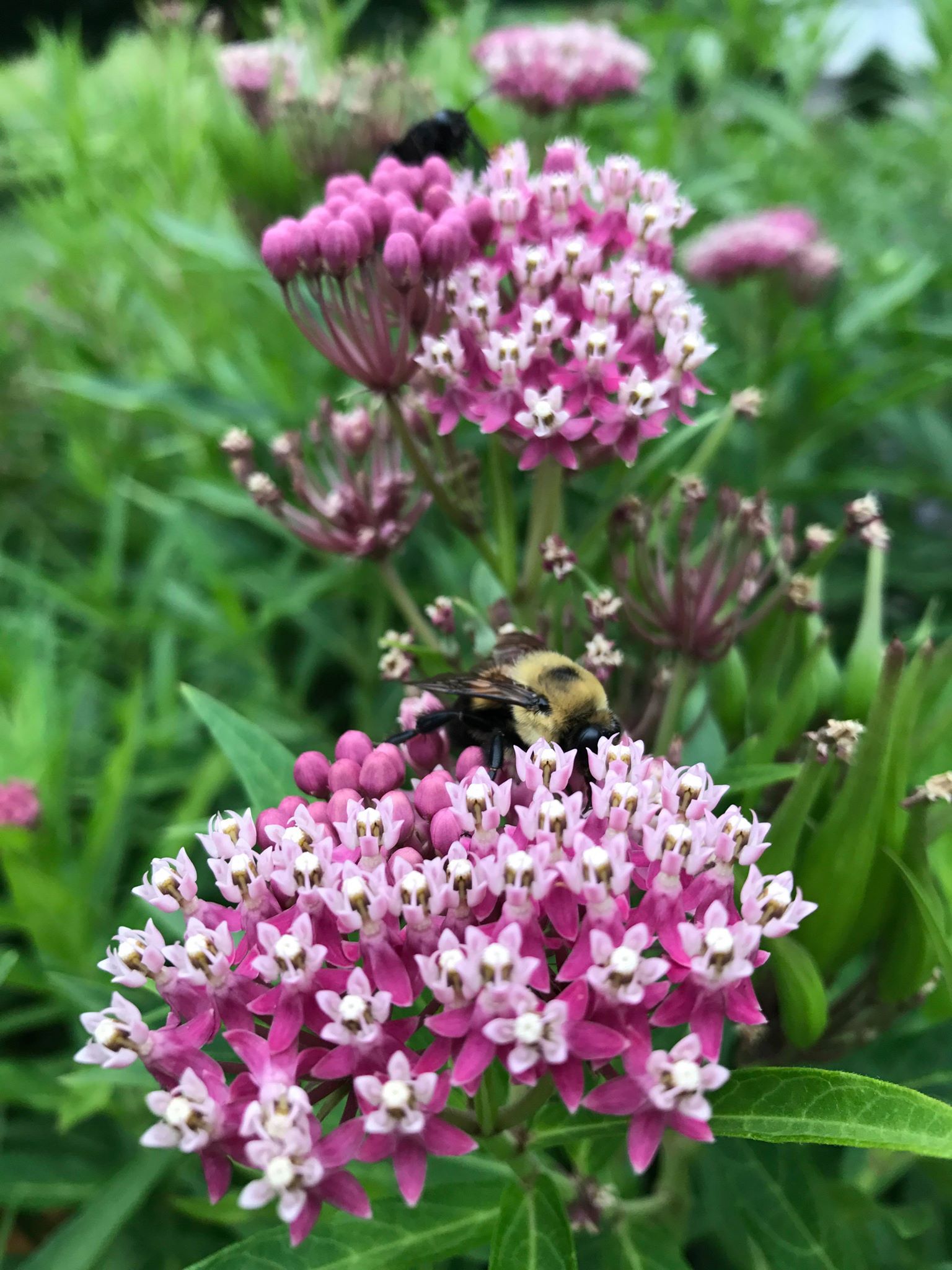 milkweed swamp seeds seed collected incarnata asclepias packet hand store