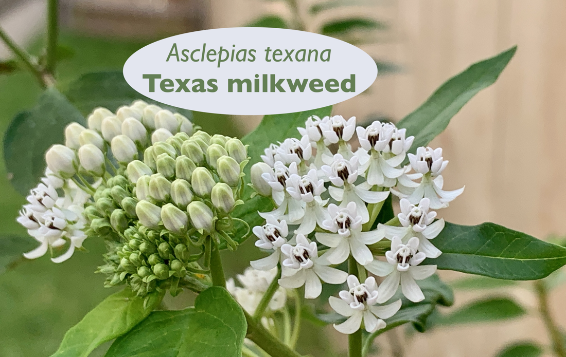 Image of Texas milkweed (Asclepias texana) free to use