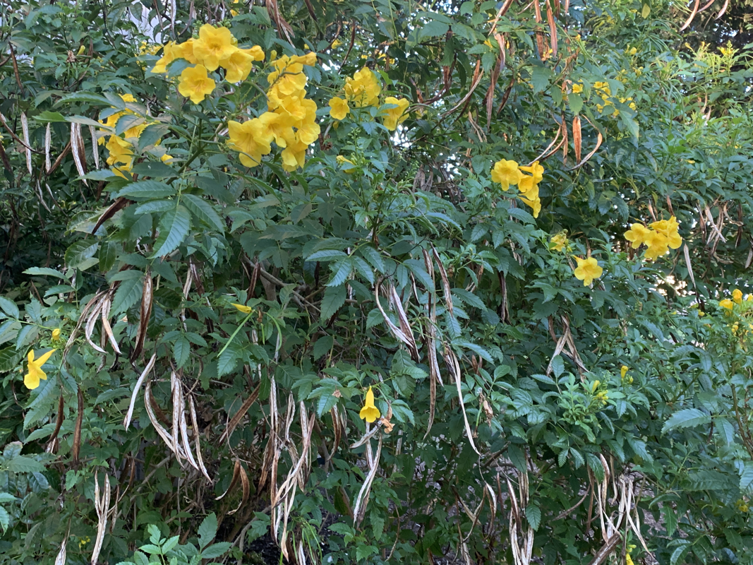 Yellow bells, Tecoma stans seeds