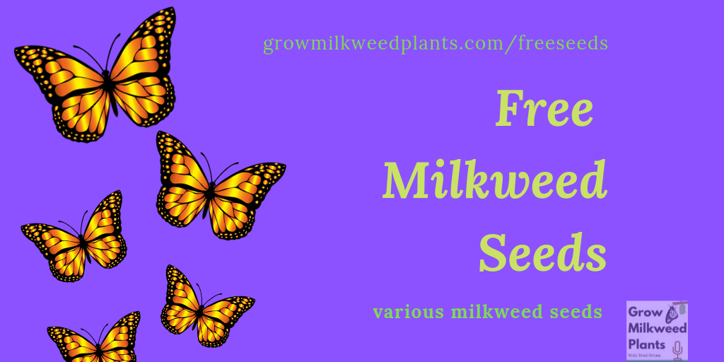 Free Milkweed Seeds from Brad G. at Grow Milkweed Plants