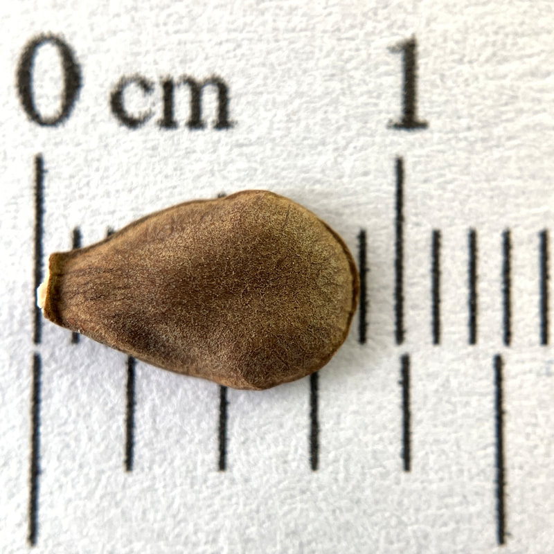 Asclepias cordifolia seed