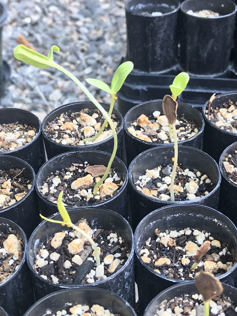 desert milkweed plants, asclepias erosa plants