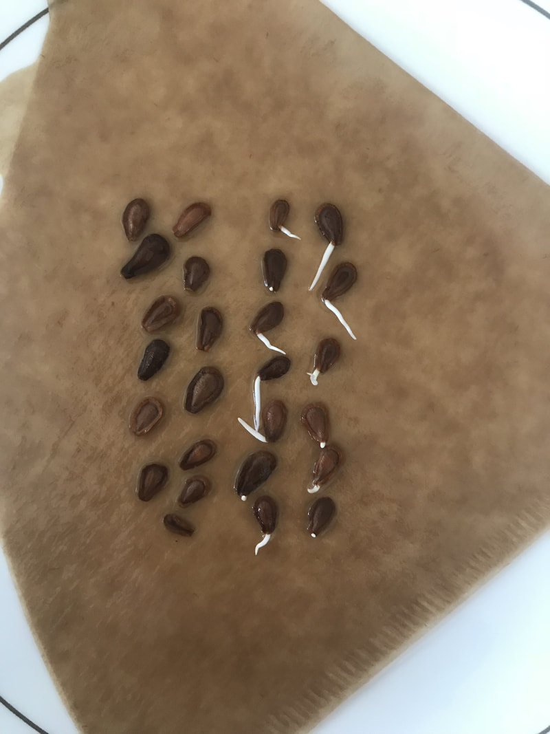 water germination of showy milkweed seeds